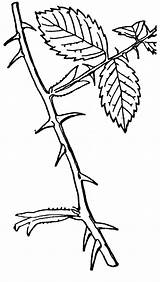 Thorn Thorns Vine Cartoon Leaves sketch template