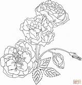 Coloring Rose Bush Pages Roses Printable Drawing Duchesse Brabant Intricate Supercoloring Flowers Flower Plant Clipart Drawings Getdrawings Thorns Designlooter Popular sketch template