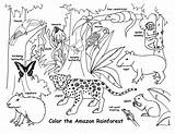 Rainforest Animals Coloring Pages Habitat Amazon Animal Habitats Printable Kids Jungle Print Sheets Preschool Theme sketch template