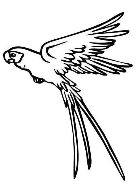 parrot  flying coloring page parrot  flying coloring page animal