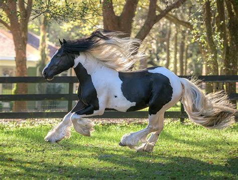 gypsy vanner horses breed profile facts  care  equestrian