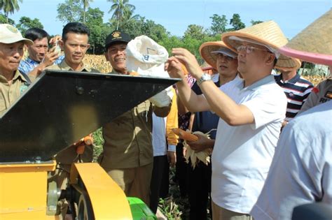 gubernur ikut panen jagung  bengkulu selatan referensi publik