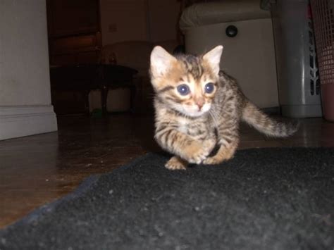 miniature bengal kitten tica reg show quality for sale adoption from
