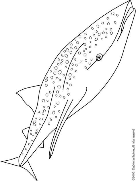 whale shark coloring page audio stories  kids  coloring