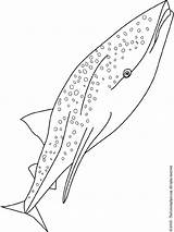 Requin Coloriage Whale Shark Poisson Baleine Coloring Pages Gif Colouring Poissons sketch template