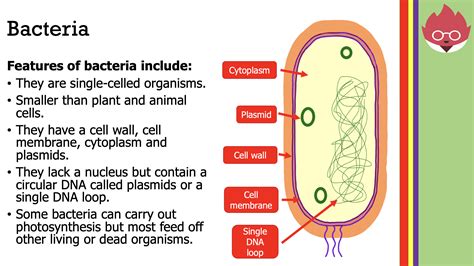 specialised cells aqa gcse   biology cells teaching resources www