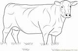 Cow Coloring Angus Pages Beef Printable Coloringpages101 Cows Kids Template Sketch Print Pdf sketch template
