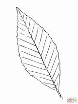 Coloring Leaf Beech Tree Pages Drawing Leaves Print Palm Getdrawings Color sketch template
