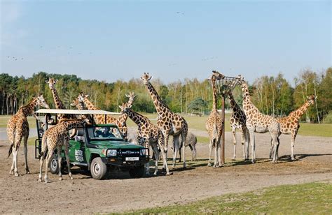 safaripark beekse bergen camperplaats vessem