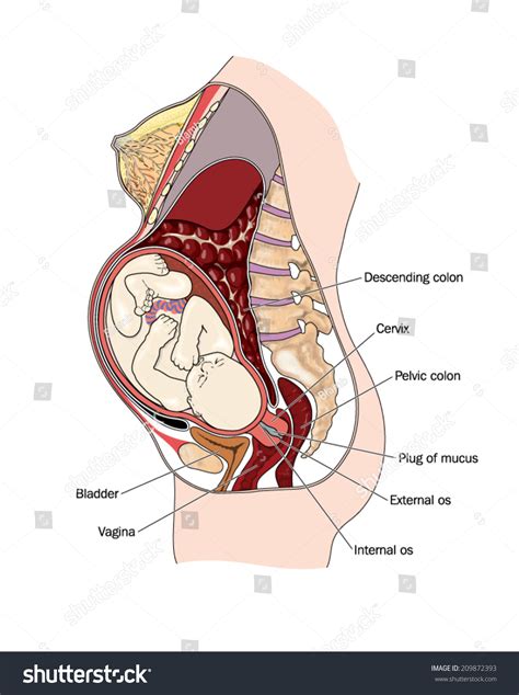Drawing Show Pregnant Woman Cross Section Stock Vector 209872393