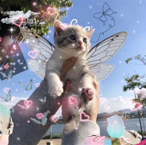 cat fairy wallpapers wallpapersafaricom