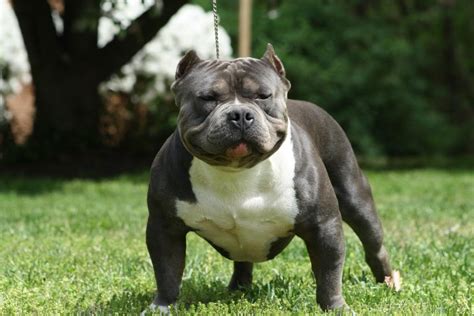 american bully breed tellwutcom