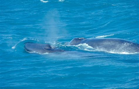 blue whale  biggest animals kingdom