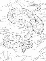 Snake Coloring Pages Coral Gopher Supercoloring sketch template
