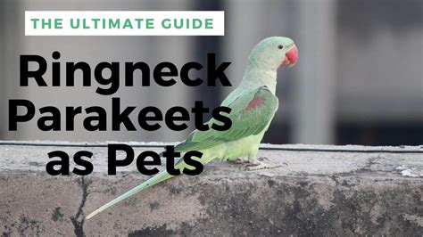 Ringneck Parakeets A Complete Ringneck Parakeet Care Guide Buying