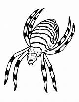 Insectos Insetti Insects Insekten Argiope Coloriage Colorier Justcolor Adults sketch template