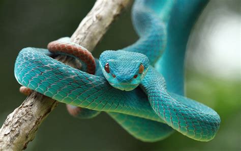 blue snake wallpapers wallpaper cave