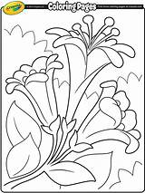 Easter Coloring Lilies Lily Crayola Ii Pages Getcolorings Print Getdrawings Au sketch template