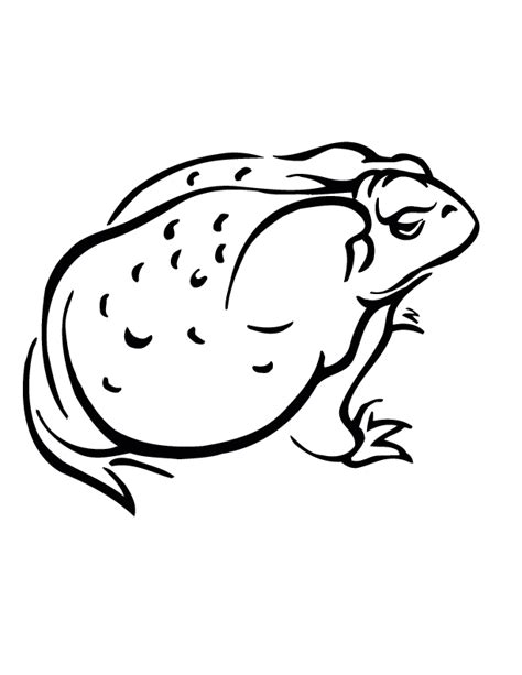 amphibian coloring pages coloring home