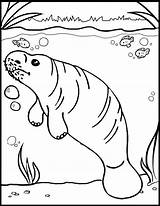 Coloring Manatee Pages Marine Life Children sketch template