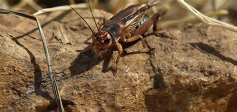 tìm hiểu các loài thiên địch trên đồng ruộng thế giới côn trùng
