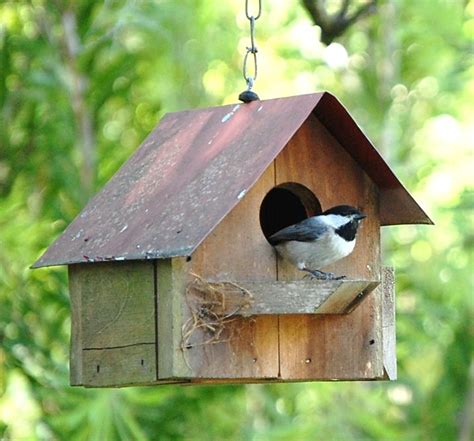 chickadee takes residence      bird houses dave   bird houses bird