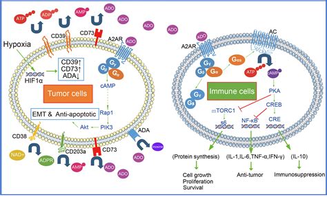 frontiers adenosine aa receptor pathway  cancer immunotherapy