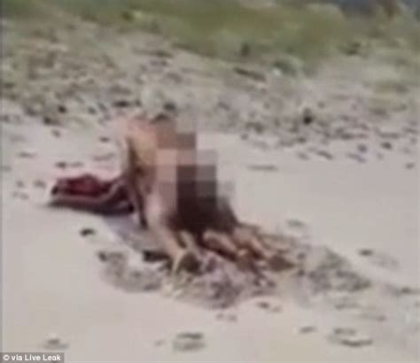 video shows a couple having sex on a public beach in brazil daily mail online