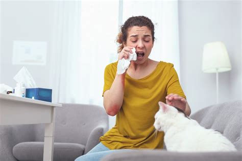 Can Cats Get Flu The Truth Revealed About This Common