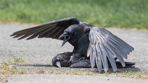 voilà pourquoi les corbeaux ont des rapports sexuels avec leurs morts nuage ciel d azur