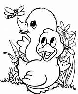 Ducklings Coloringpagesfortoddlers Ducks Disimpan sketch template