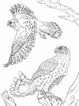American Coloring Kestrels Pages Sparrowhawk Falcons Colouring Animal Gyrfalcon Kestrel Printable Kids Sheets Book Eagle Falcon Peregrine Supercoloring Designlooter Print sketch template