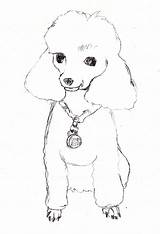 Poodle Poodles Puppy Dragoart Caricature Coloringhome Sketching sketch template