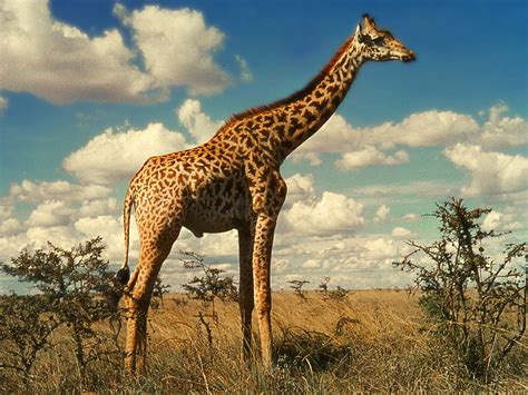 giraffe descprition  facts