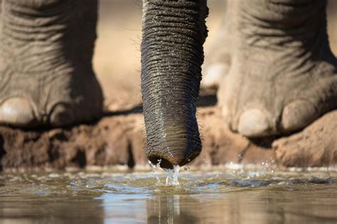 Elephant Trunks Suck Up Water At Speeds Of 540 Kilometres Per Hour