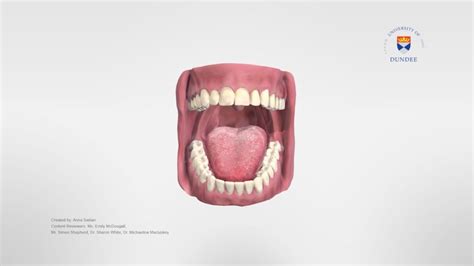 Oral Cavity 3d Model By University Of Dundee School Of Dentistry