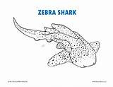Shark Zebra Coloring sketch template
