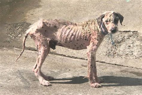 cruelty pet neglect philippine animal welfare society