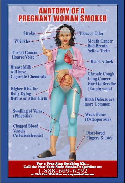 Smoking And Fetal Development