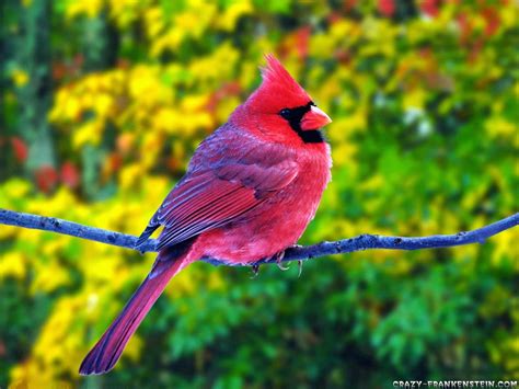 wow  colorful birds hd wallpaper