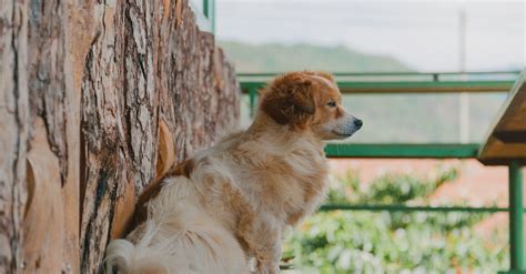 dog sitting  stock photo