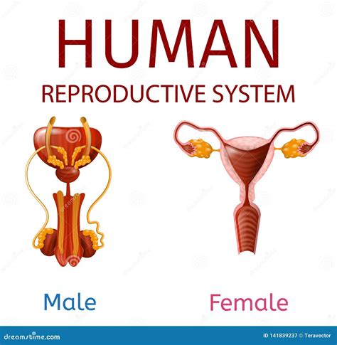 Human Reproductive System Male And Female Genitals Stock Vector