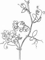 Pea Coloring Sweet Lathyrus Odoratus Pages Flowers Drawing Flower Sweetpea Printable Tattoo Outline Drawings Supercoloring Line Vine Adult Poppy Peas sketch template