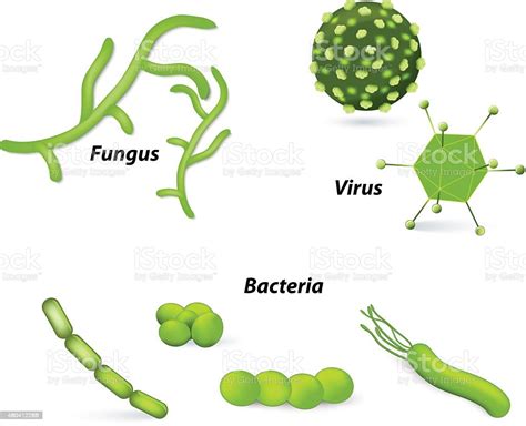 Virus Y Bacterias Y Los Hongos Illustracion Libre De Derechos 480412286
