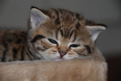 British Kurzhaar Whiskas Tabby Kitten Lilac & Golden