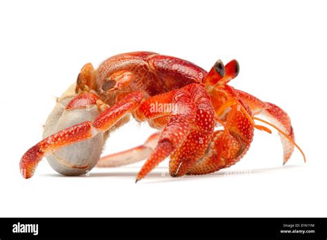 strawbery land hermit crab   shell stock photo alamy