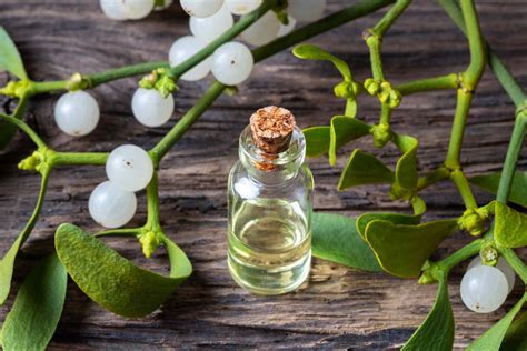 Mistletoe Benefits Side Effects Dosage