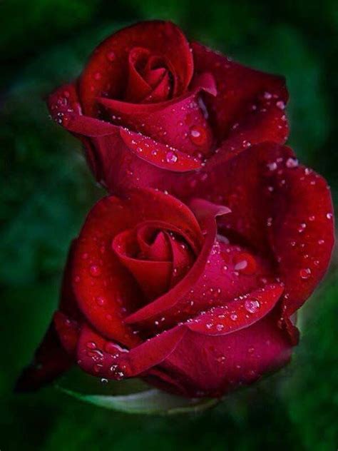 499 best images about la vida en rosas on pinterest velvet black roses and roses are red