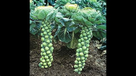 grow brussels sprouts pruning trimming  heirloom organic