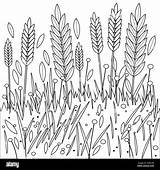 Wheat Barley Growing Field Coloring Alamy sketch template